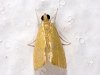 Small Moth