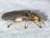 Large Firefly