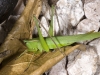 Coneheaded Grasshopper
