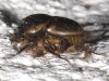 Scarab with Mites