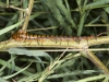 Giant Centipede on Branch