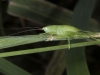Coneheaded Grasshopper Nymph