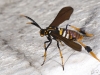 Texas Wasp Moth (<em>Horama panthalon</em>)