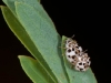 Tiny Beetles Mating