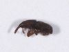 Tiny Weevil