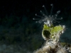 Delicate Anemone on Algae