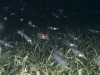 Dozens of Squid Attracted to Lights