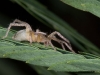 Prowling Spider (<em>Cheiracanthium inclusum</em>), Female