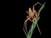 Prowling Spider (<em>Cheiracanthium inclusum</em>), Male