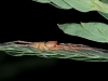 Prowling Spider (<em>Cheiracanthium inclusum</em>), Male