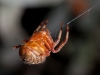 Orb Weaving Spider (<em>Eustala</em> sp.)