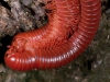 Mating Millipedes