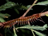 Giant Centipede (<em>Scolopendre</em> sp.)