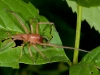 Prowling Spider (Miturgidae)