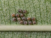 Spotted Oleander Caterpillar Moth (<em>Empyreuma affinis</em>) Eggs