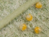 Spotted Oleander Caterpillar Moth (<em>Empyreuma affinis</em>) Eggs