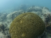 Brain Coral