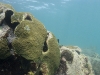 Coral-encrusted Boulders