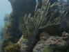 Corals and Algae