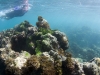 Corals and Algae