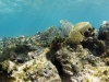 Snorkeling at Club O/Orient Bay