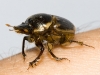 Small Scarab Beetle