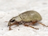 Unidentified Beetle