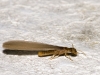 Winged Termite