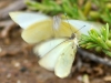 Great Southern White Laying Eggs