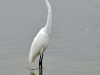 Great Egret (<em>Ardea alba</em>)