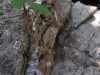 Tiny Tree Growing on Rock