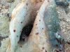 Small Moray Eel Inside Conch Shell