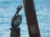 Brown Pelican at Pelican Key, Sint Maarten