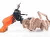 Tarantula Hawk Wasp (<em>Pepsis rubra</em>) and Tarantula in Deadly Embrace