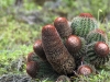 Turk\'s Head Cactus