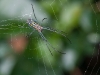 Orb Spider (<em>Leucage</em> sp.)