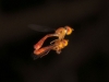 Mating Flies in Flight