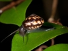 Helcinid Snail