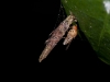 Fly on Insect Pupa