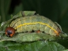 Large Skipper Caterpillar