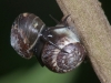 Helcinid Snails
