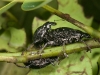 Weevils Mating