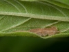 Unidentified Cricket Nymph