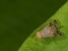 Picture-winged Fly, Tribe Tephritini