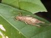 Arboreal Cricket