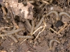 Insect Larvae