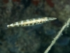 Unidentified Juvenile Fish - Perhaps Barracuda?