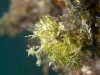 Decorator Crab with Algae
