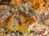 Decorator Crab with Tiny Sponges