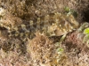 Unidentified Blenny - Possibly Orangespotted Blenny